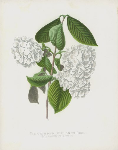 Die Gekräuselte Schneeballblume, Viburnum Plicatum; var Dilatata von English School