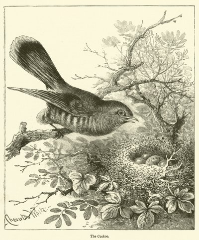 Der Kuckuck (Gravur) von English School