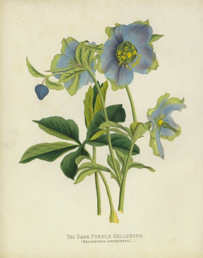 Die Dunkelpurpurne Nieswurz, Helleborus Atrorubens von English School