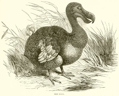 Der Dodo von English School