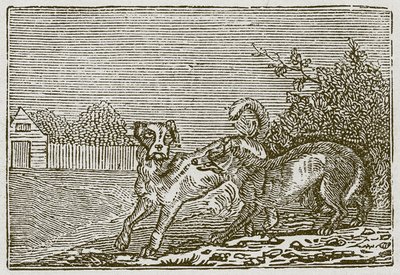 Der Hund und der Wolf von English School