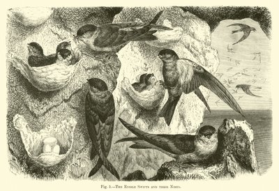 Die essbaren Mauersegler und ihre Nester von English School