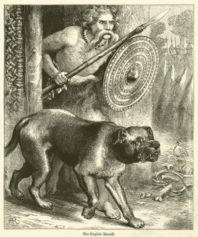 Der Englische Mastiff von English School