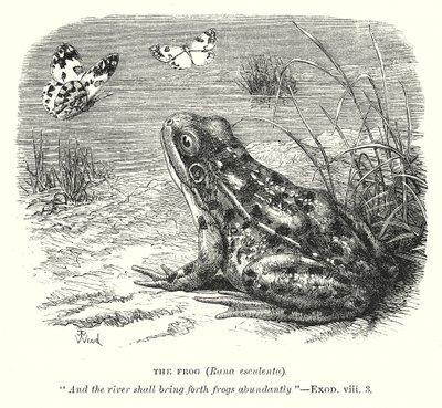 Der Frosch (Rana Esculenta) von English School