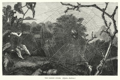Die Gartenkreuzspinne, Epeira diadema von English School