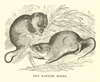 Die Erntemaus (Gravur) von English School