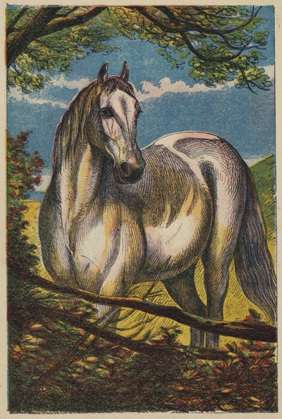 Das Pferd (Farblithografie) von English School