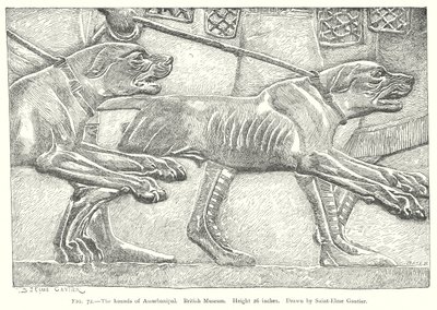 Die Hunde von Assurbanipal. Britisches Museum von English School