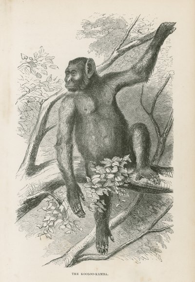 Der Kooloo-Kamba von English School