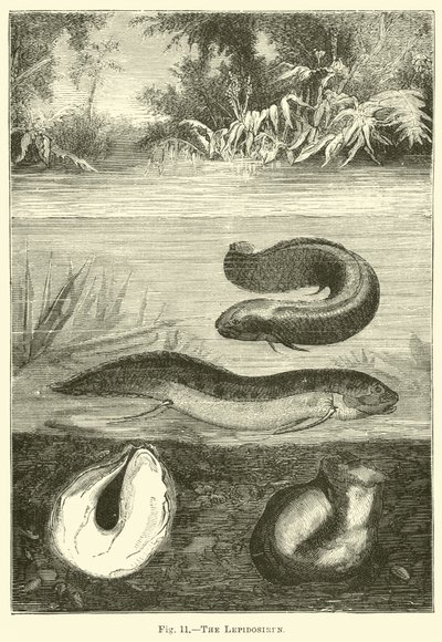 Die Lepidosiren von English School