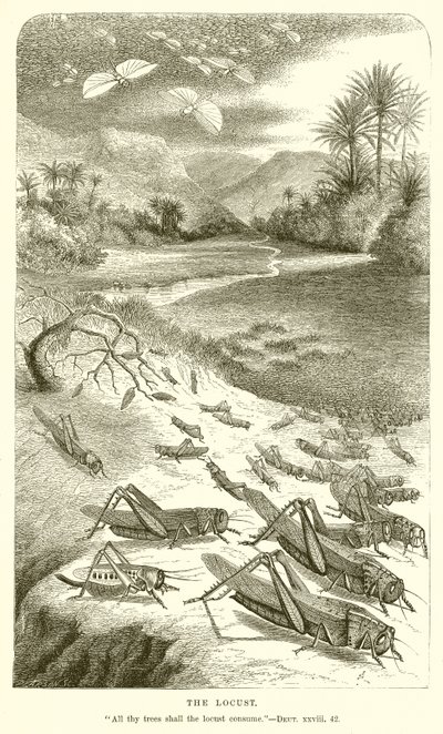 Die Heuschrecke von English School