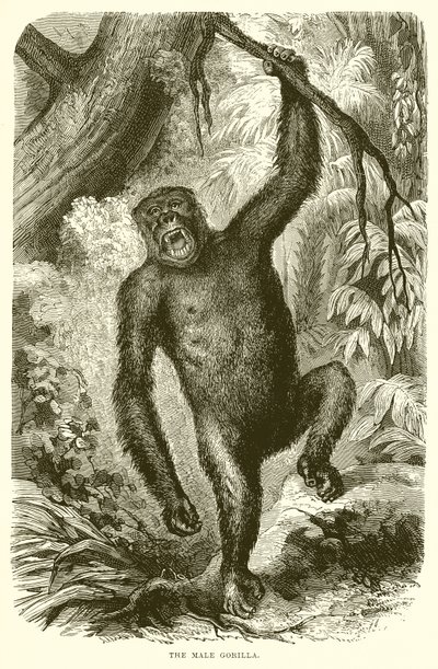 Der männliche Gorilla von English School