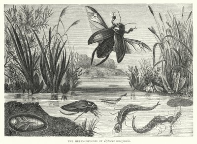 Die Metamorphosen von Dytiscus marginalis von English School