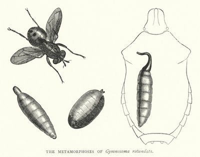 Die Metamorphosen von Gymnosoma rotundata (Kupferstich) von English School