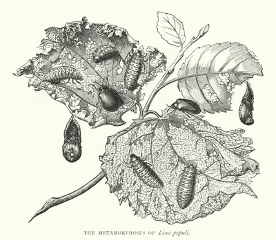 Die Metamorphosen von Lina populi (Kupferstich) von English School