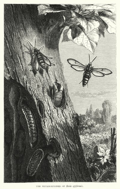 Die Metamorphosen von Sesia apiformis von English School