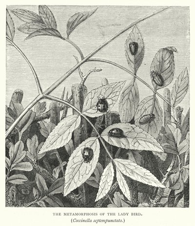 Die Metamorphose des Marienkäfers, Coccinella septempunctata (Stich) von English School
