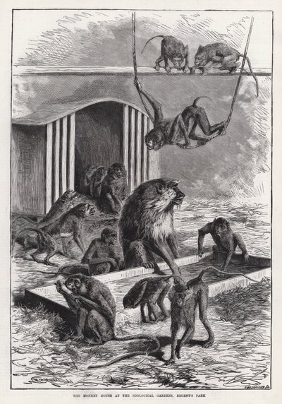 Das Affenhaus im Zoologischen Garten, Regent
