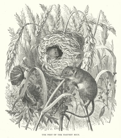 Das Nest der Erntemäuse (Gravur) von English School