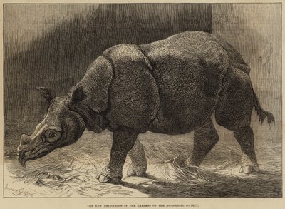 Das neue Nashorn in den Gärten der Zoologischen Gesellschaft von English School