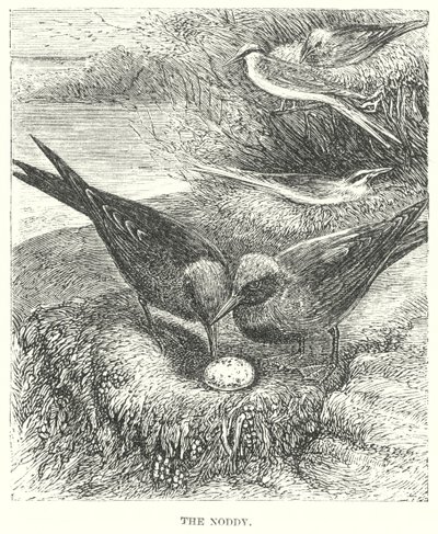 Der Dummkopf (Gravur) von English School