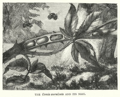 Die Osmia aurulenta und ihr Nest (Kupferstich) von English School
