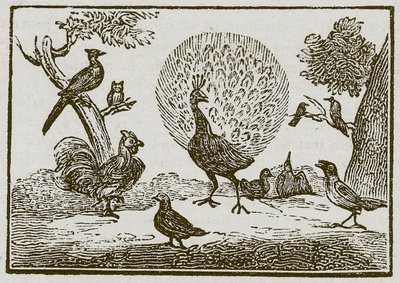 Der Pfau und die Elster (Gravur) von English School