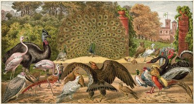 Der Pfau zu Hause von English School