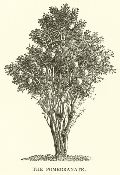 Der Granatapfel von English School
