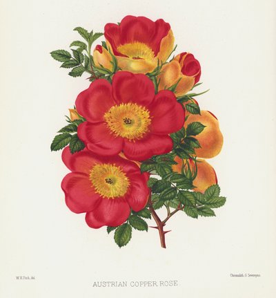 Der Rosengarten: Österreichische Kupferrose von English School