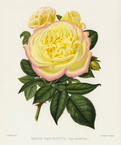 Der Rosengarten: Marie Van Houtte, Teeduftend von English School