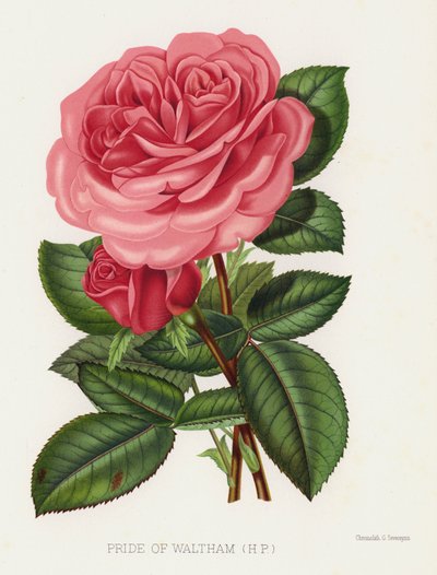 Der Rosengarten: Stolz von Waltham, HP von English School