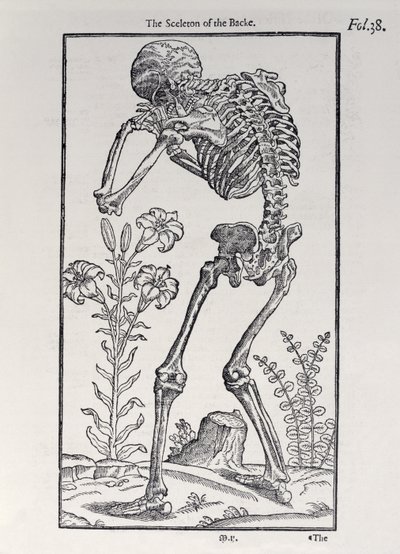 Das Skelett des Rückens, Tafel aus The Historie of Man, veröffentlicht von John Banister (1540-1610), 1578 von English School