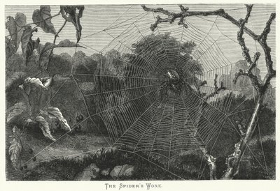 Die Arbeit der Spinne (Stich) von English School