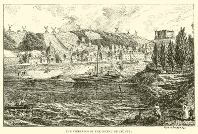 Die Weinberge des Coteau de Saumur von English School