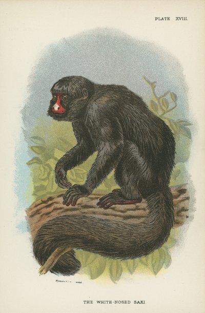 Der Weißnasen-Saki von English School
