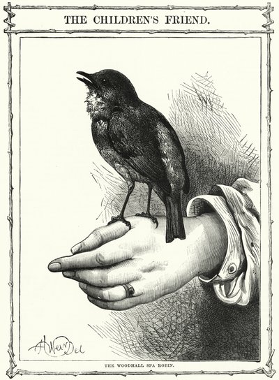 Der Woodhall Spa Robin (Gravur) von English School