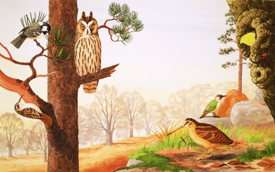 Der Wald im Winter und was man finden könnte von English School