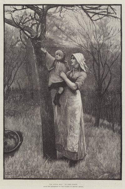 Die junge Knospe (Gravur) von English School