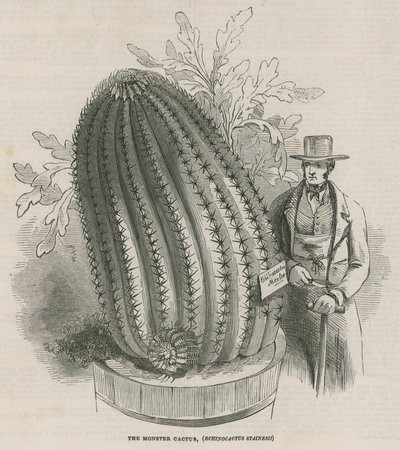 Der Monsterkaktus (Echinocactus stainesh) in den Königlichen Gärten, Kew, London von English School