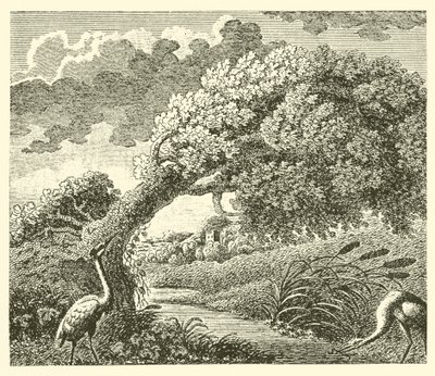 Die Eiche und das Schilfrohr von English School