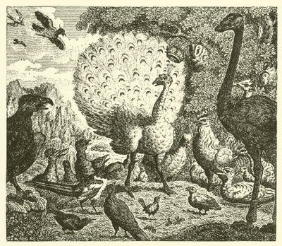 Der Pfau und die Elster von English School