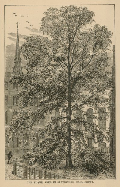 Die Platane im Hof der Stationers Hall von English School
