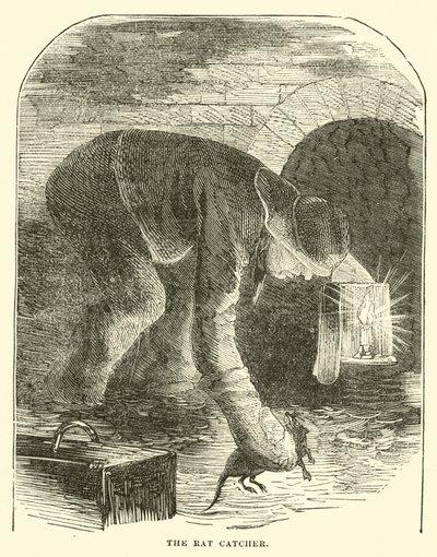 Der Rattenfänger von English School