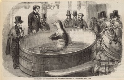 Der sprechende und auftretende Fisch, jetzt in London ausgestellt von English School