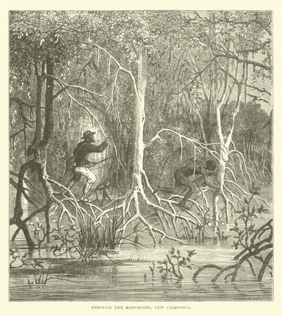 Durch die Mangroven, Neukaledonien von English School