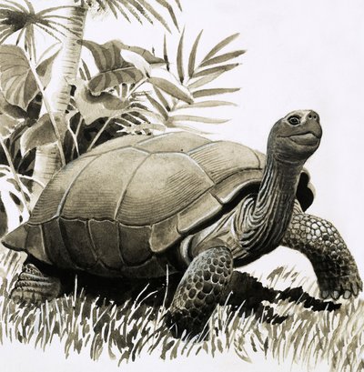 Schildkröte von English School