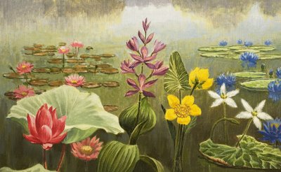 Tropische Wasserpflanzen von English School