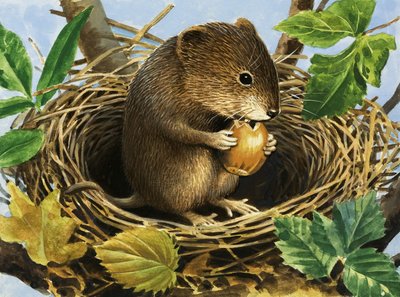 Unidentifizierte Maus, die eine Eichel im Nest frisst von English School