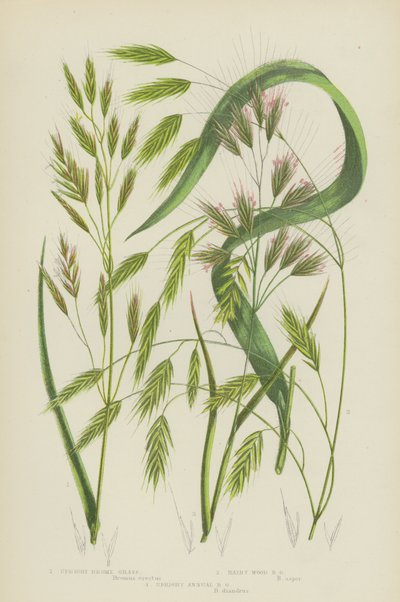 Aufrechte Trespen, Haarige Waldtrespen, Aufrechte Jahrestrespen von English School
